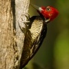 Datel svetlezoby - Campephilus guatemalensis - Pale-billed woodpecker 2852